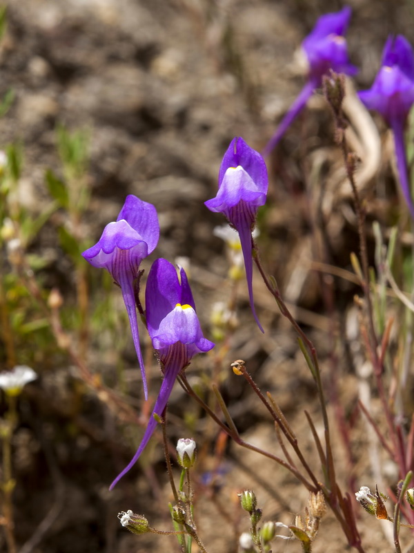 Linaria becerrae.08