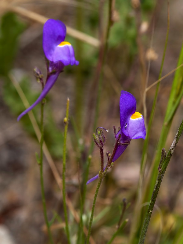 Linaria becerrae.09