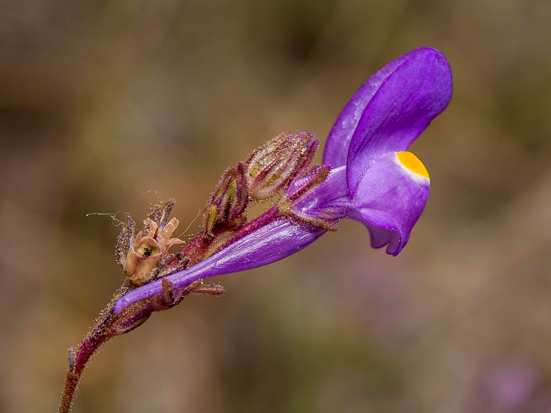 Linaria becerrae.10