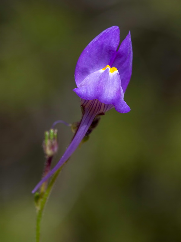 Linaria becerrae.11