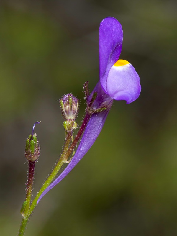 Linaria becerrae.13