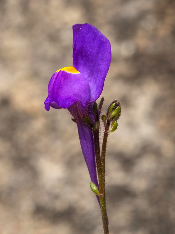 Linaria becerrae.18