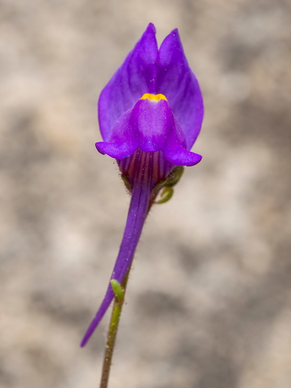 Linaria becerrae.20