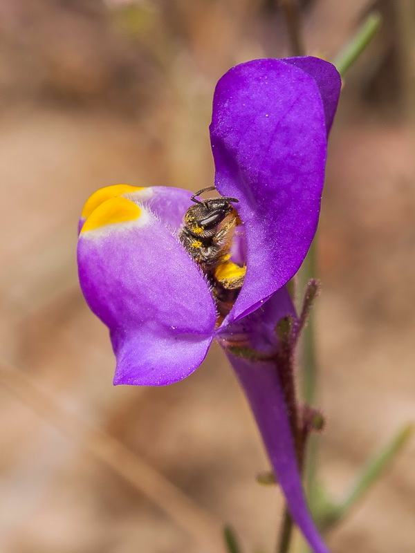 Linaria becerrae.21