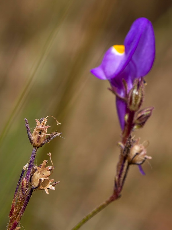 Linaria becerrae.22