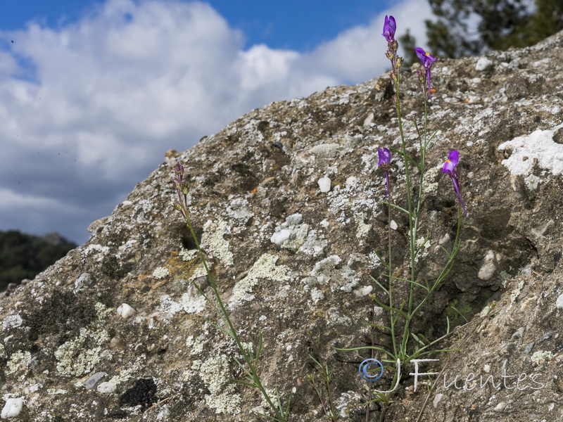 Linaria becerrae.23