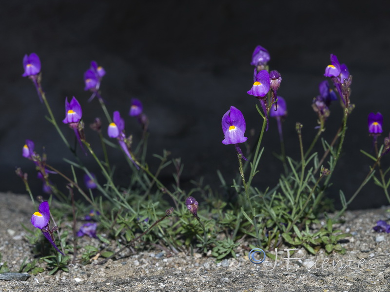 Linaria becerrae.29