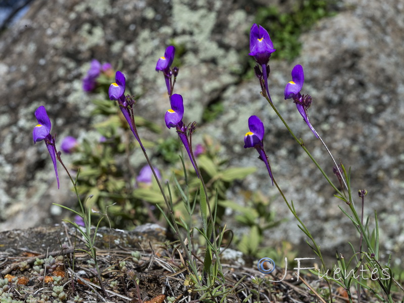 Linaria becerrae.31