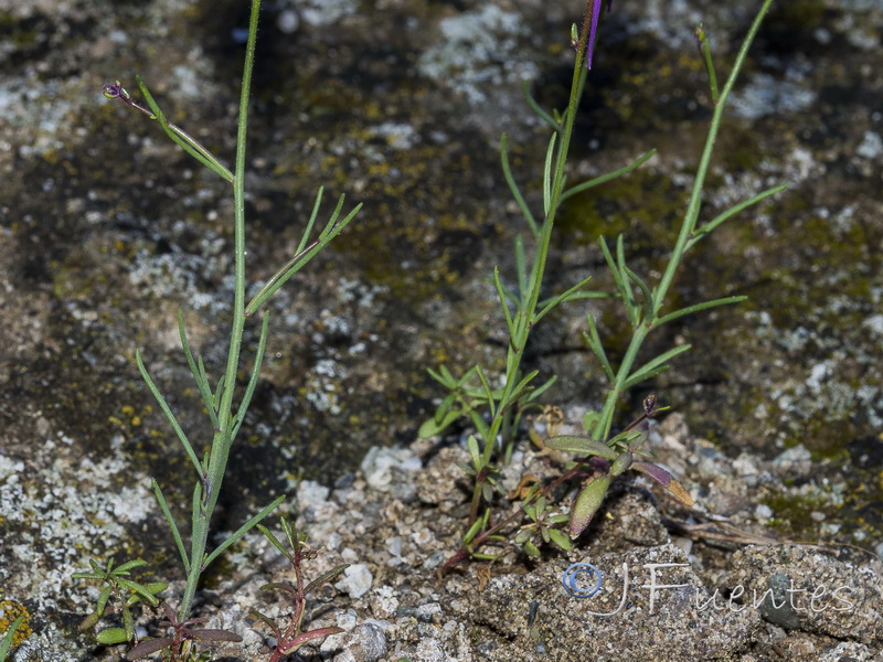 Linaria becerrae.35