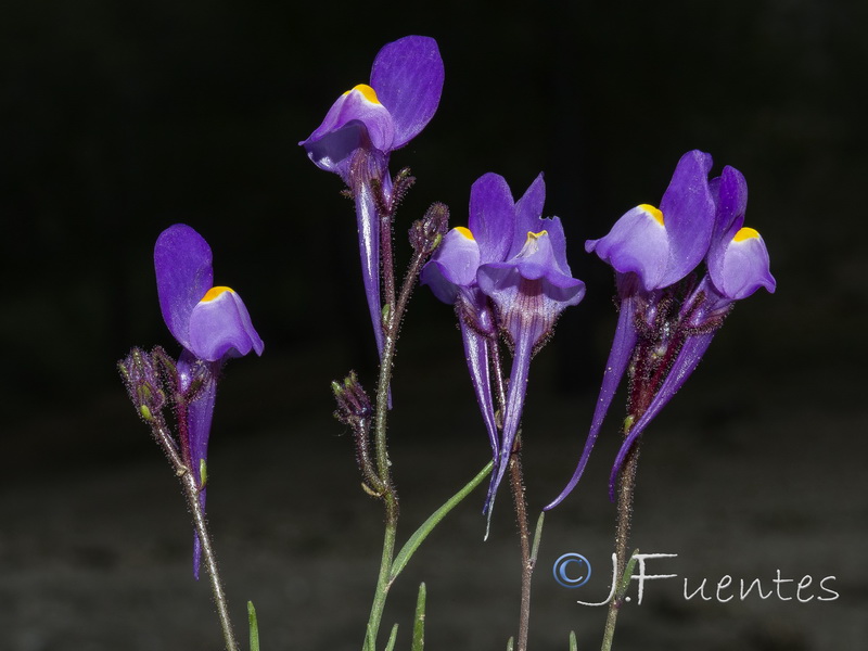 Linaria becerrae.36