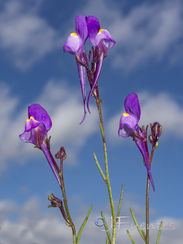 Linaria becerrae.37