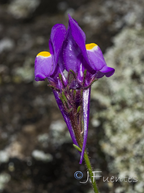 Linaria becerrae.38