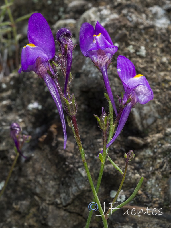 Linaria becerrae.39