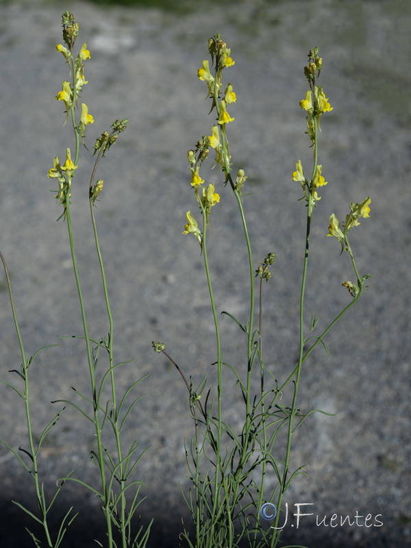 Linaria caesia.01