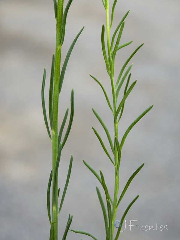 Linaria caesia.02