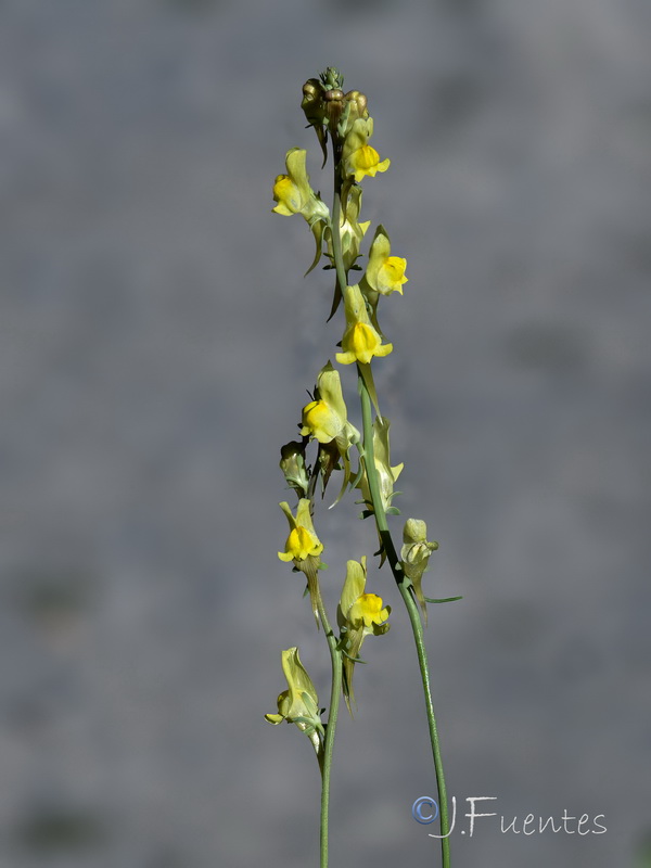 Linaria caesia.03