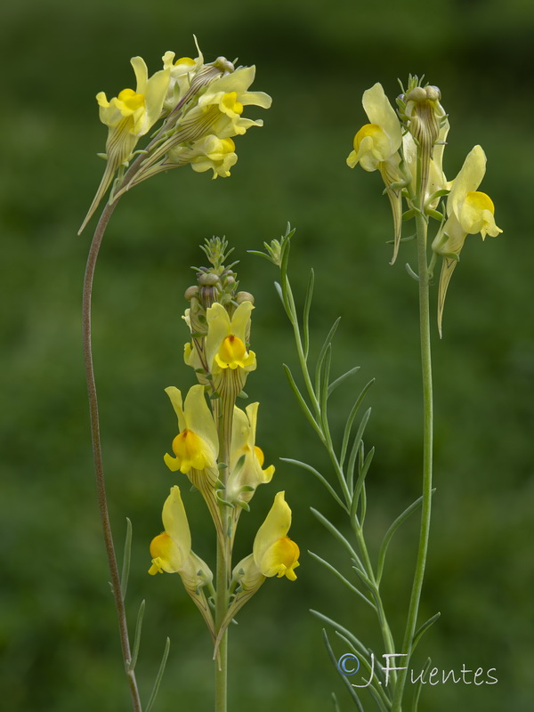 Linaria caesia.05