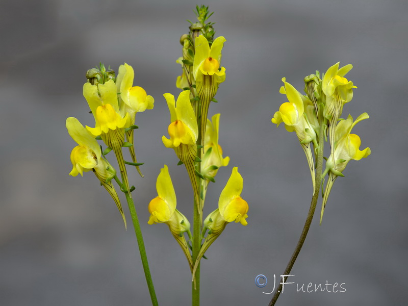 Linaria caesia.07