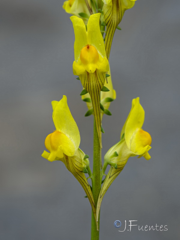Linaria caesia.09