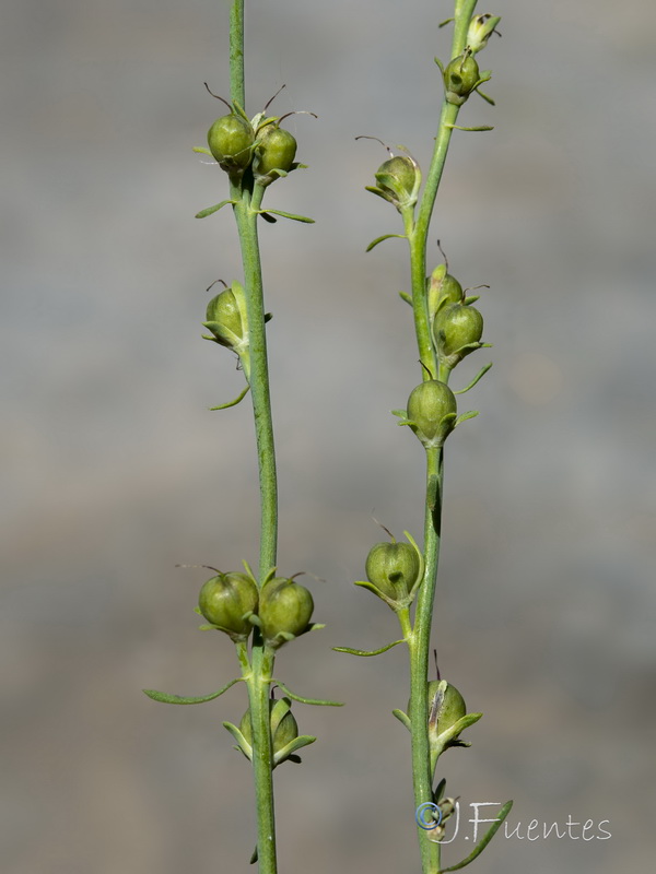 Linaria caesia.10