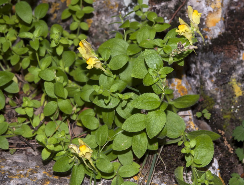 Linaria cavanillesii.02