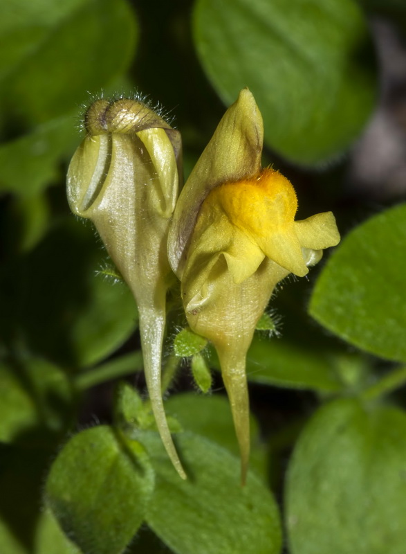 Linaria cavanillesii.03