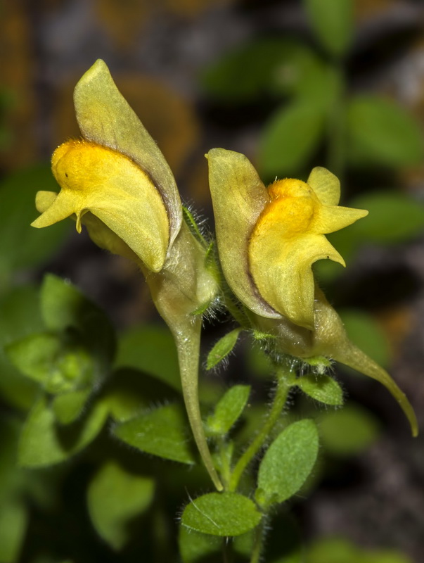 Linaria cavanillesii.04