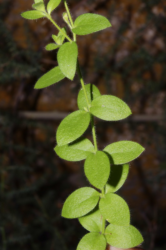 Linaria cavanillesii.05