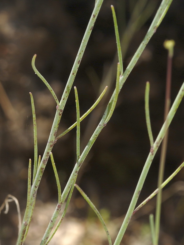 Linaria clementeii.02