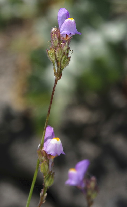 Linaria clementeii.03