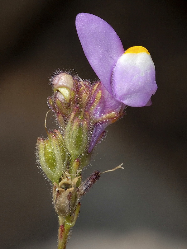 Linaria clementeii.10