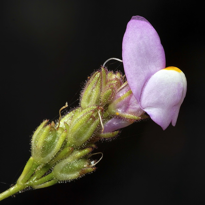 Linaria clementeii.15