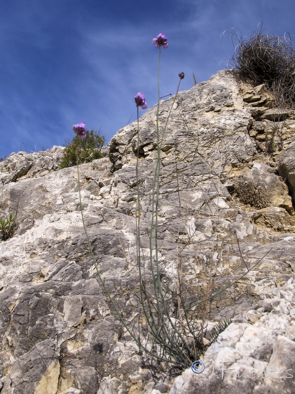 Linaria clementeii.18