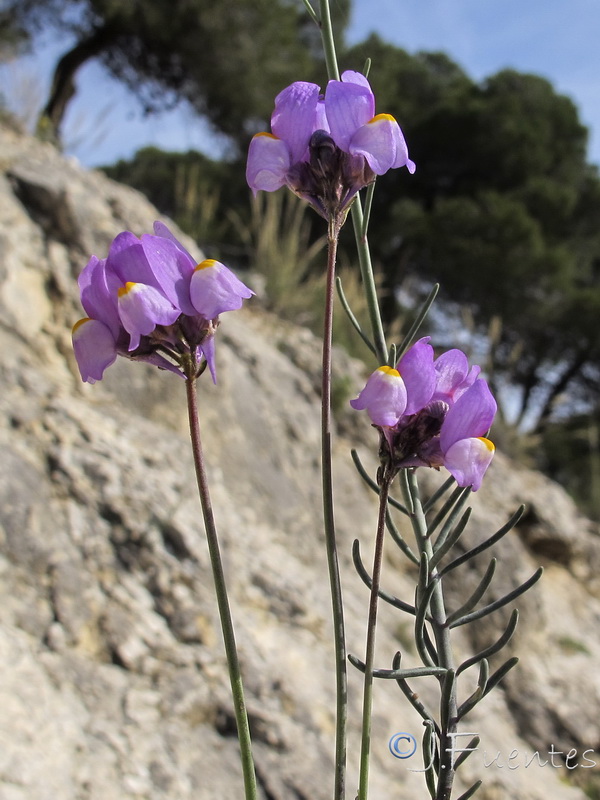 Linaria clementeii.19