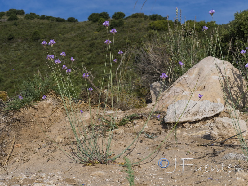 Linaria clementeii.21