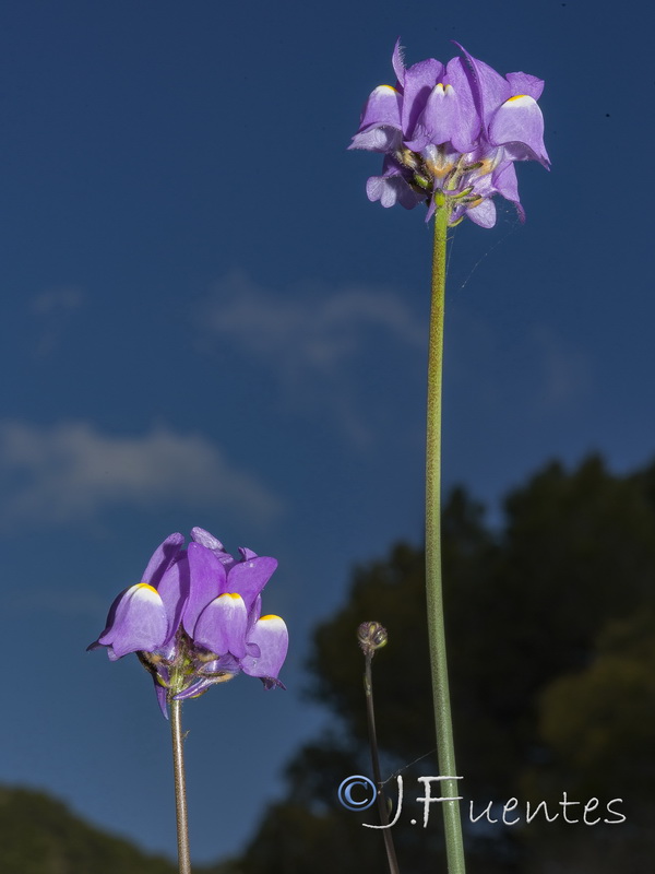 Linaria clementeii.25