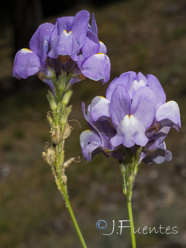 Linaria clementeii.27