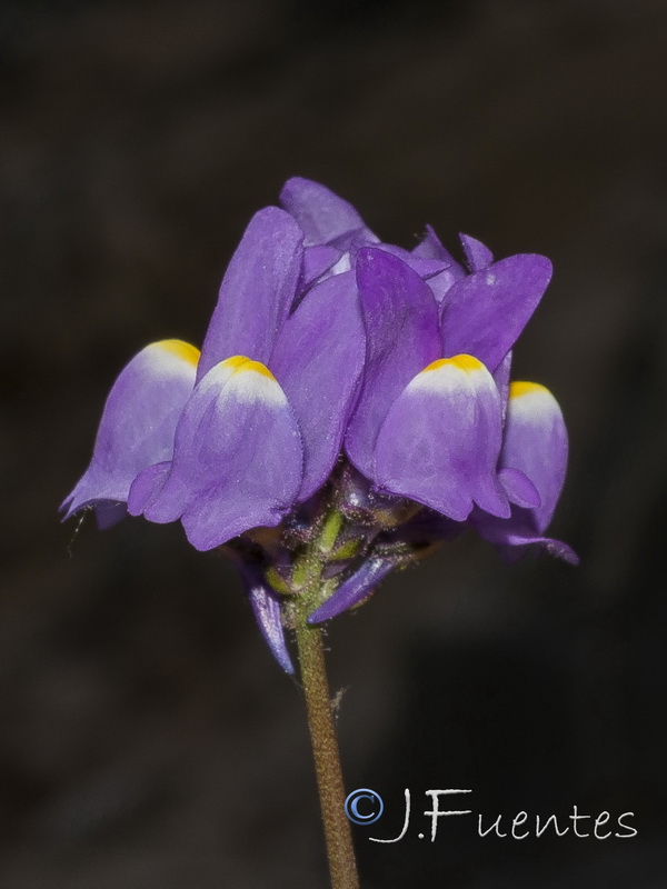 Linaria clementeii.28