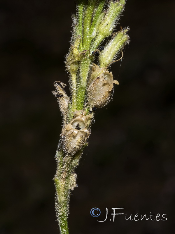 Linaria clementeii.30