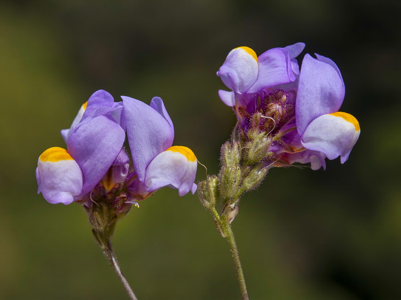 Linaria clementeii.35