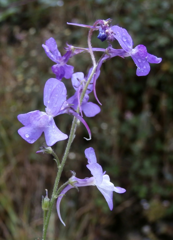 Linaria elegans.01