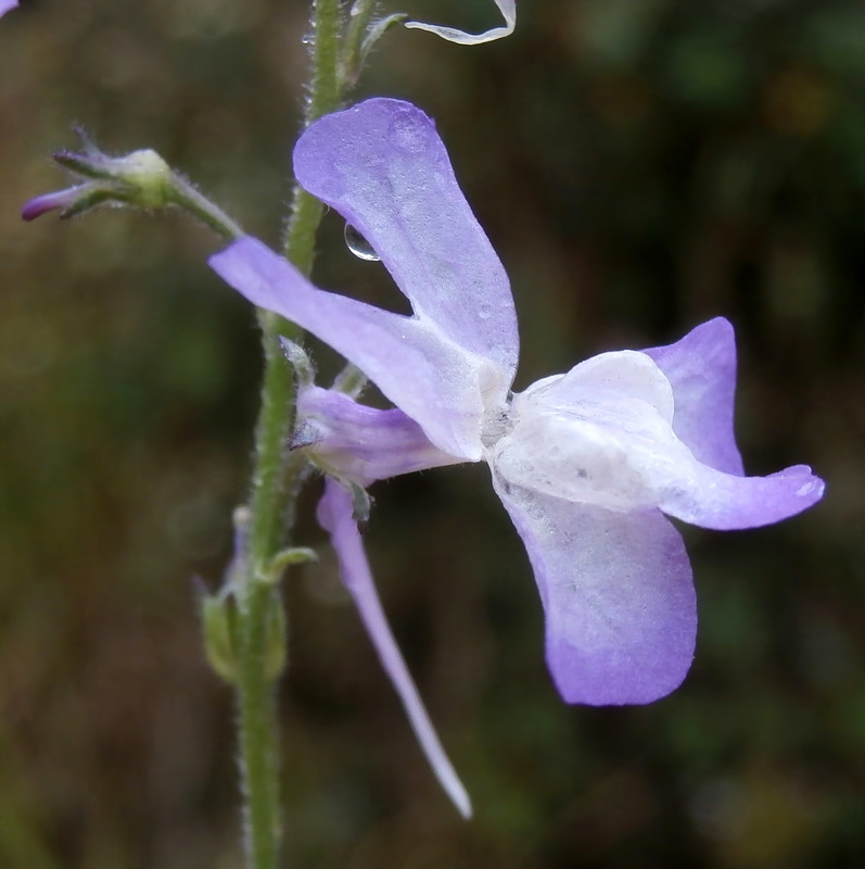 Linaria elegans.03