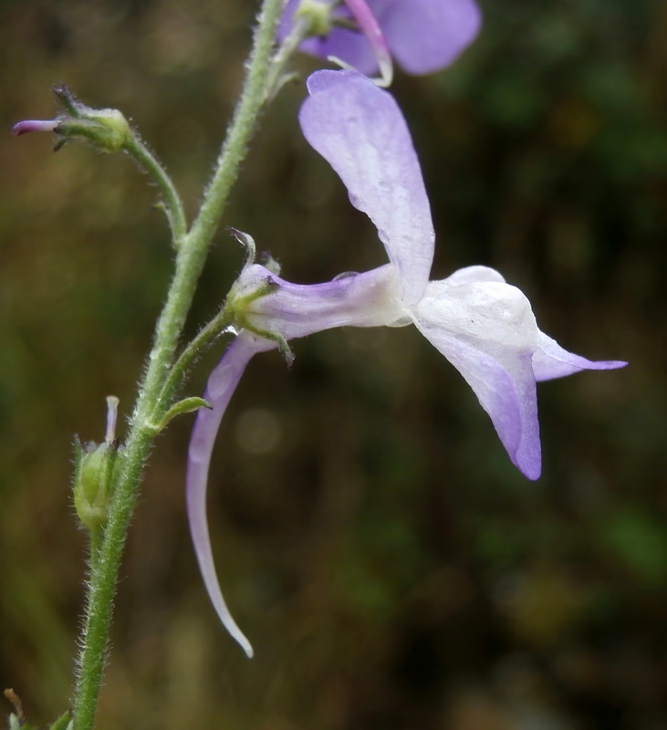 Linaria elegans.04