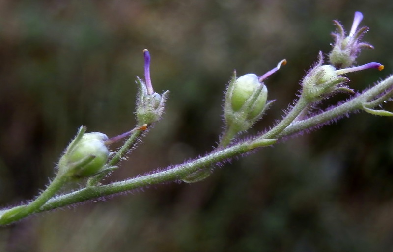 Linaria elegans.05