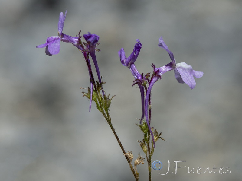 Linaria elegans.02