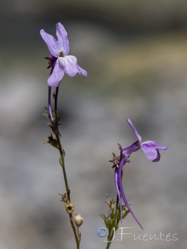 Linaria elegans.07