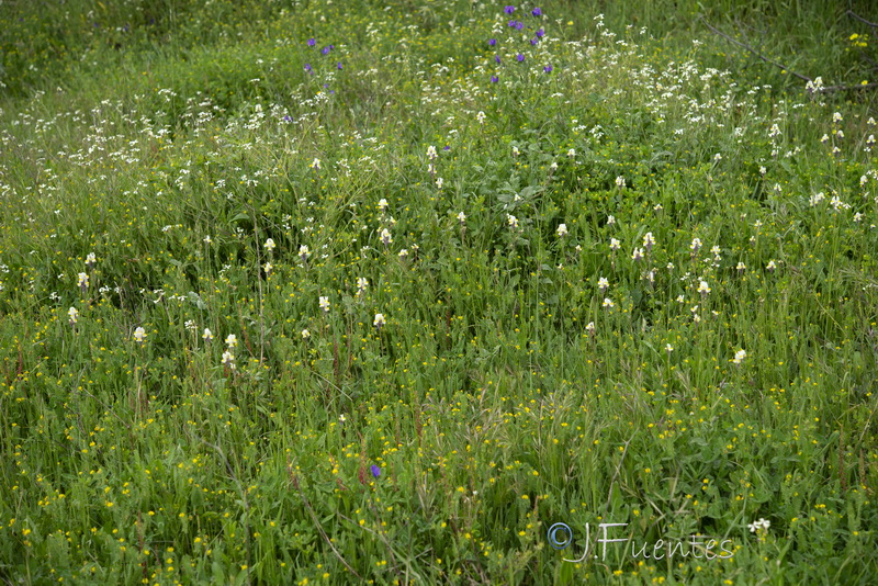 Linaria gharbensis.01