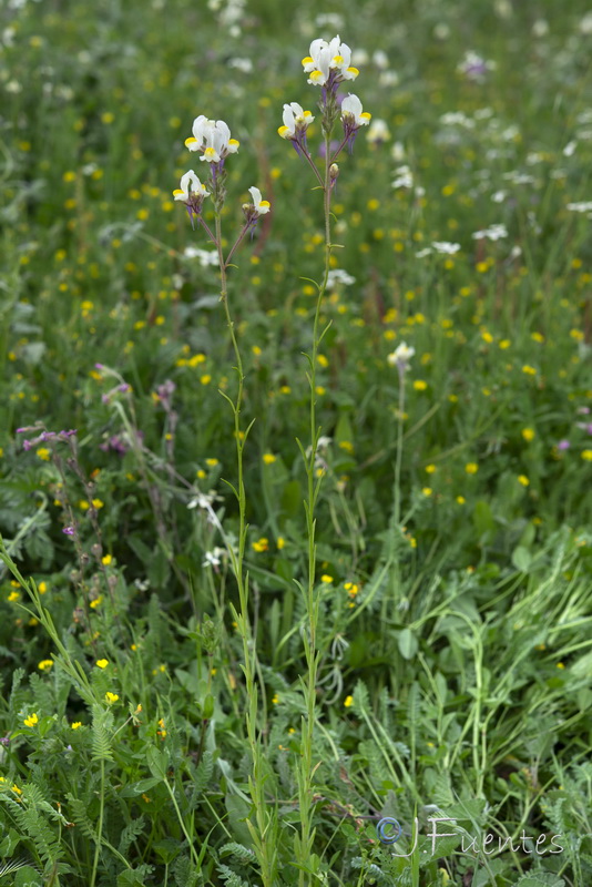 Linaria gharbensis.02