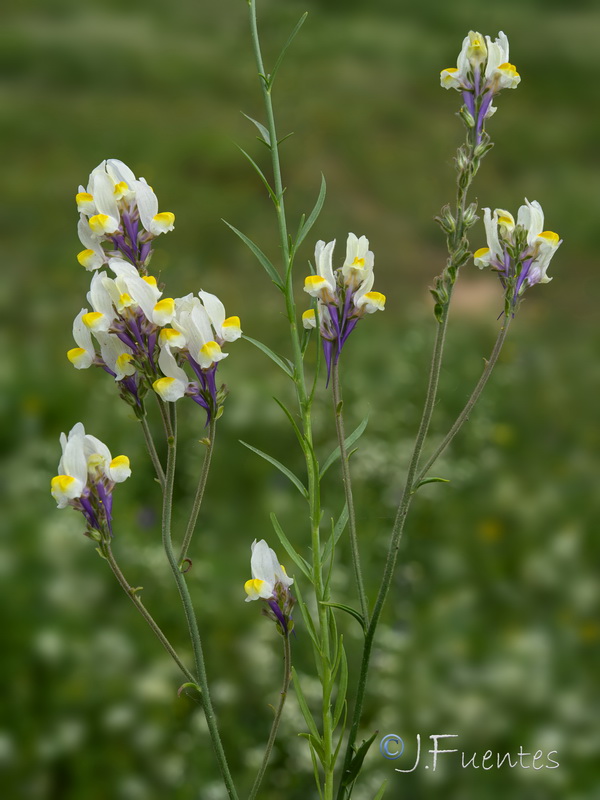 Linaria gharbensis.03