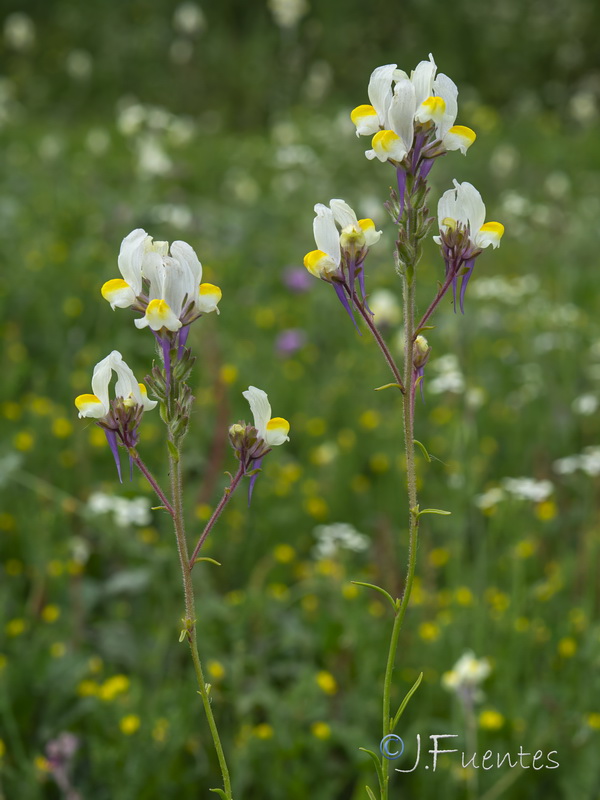 Linaria gharbensis.04
